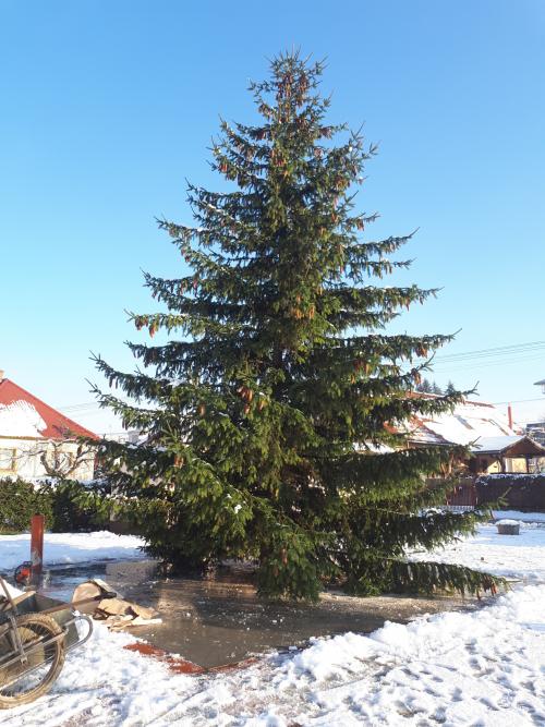 Osadenie Vianočného stromu na námestí 