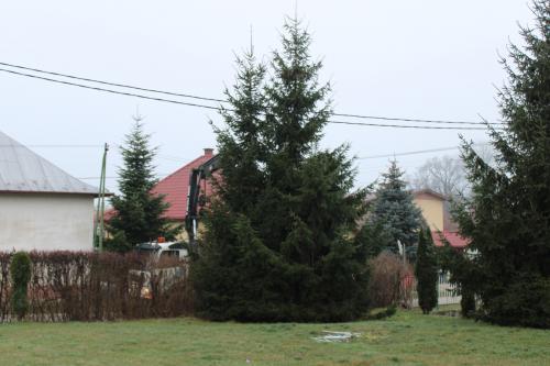Osadenie vianočného stromu
