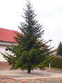 Osadenie vianočného stromu